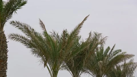 BandarAbbas Stock Footage 294904407