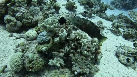 Bandcheek wrasse Stock Footage 280062882