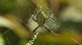 Banded Argiope (Argiope trifasciata) Spider - Female 1 HD Footage