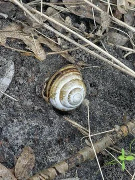 Banded Austrian Snail Shell on Damp Forest Soil Stock Photos