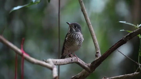 Banded Bay Cuckoo bird. Stock Footage 281167729