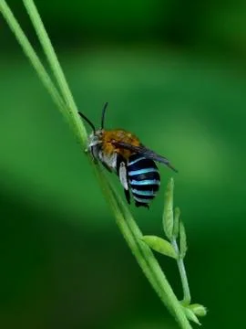 Banded blue bee Stock Photos