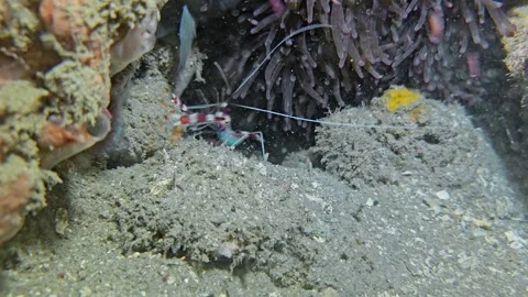 Banded boxer shrimp Stock Footage 340301634