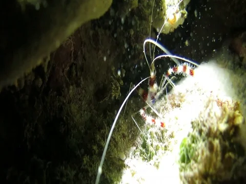 Banded Boxer Shrimp (Stenopus hispidus) boxing around. Close-up night shot Stock Footage 79838435