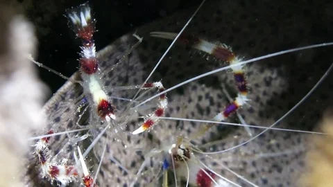 Banded Boxer Shrimp (Stenopus hispidus) cleaning skin of moray eel Stock Footage 80179883