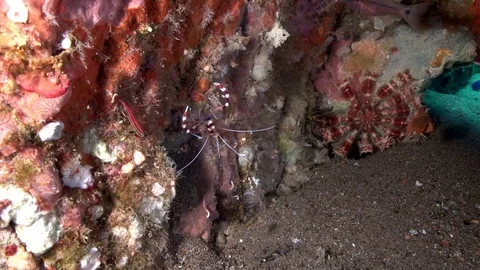 Banded boxer shrimp (Stenopus hispidus) in coral in Zulu sea Dumaguete Stock Footage 89933064