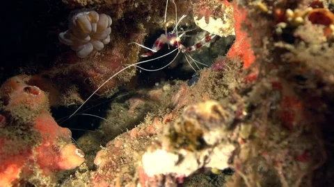 Banded boxer shrimp (Stenopus hispidus) in coral in Zulu sea Stock Footage 89967700
