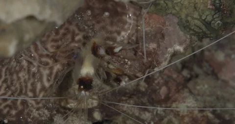 Banded boxer shrimp (Stenopus hispidus) with one hand in coral Video stock 107954433