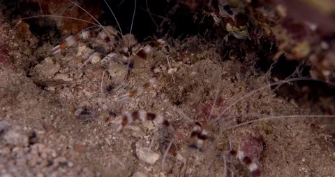 Banded boxer shrimp (Stenopus hispidus) in coral of Aqaba gulf, Aqaba, Jordan Stock-Footage 111055027