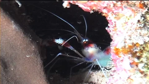 Banded Boxer Shrimp (Stenopus hispidus) In Burrow Stock Footage 291348609