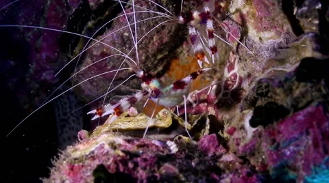Banded boxer shrimps Stock Footage 58296355