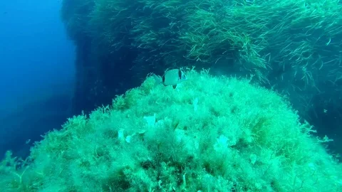 Banded bream 스톡 동영상 113752416