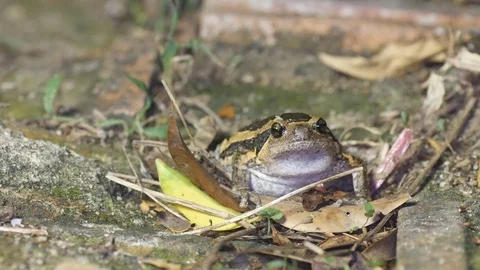 Banded bullfrog escape Stock Footage 108866341