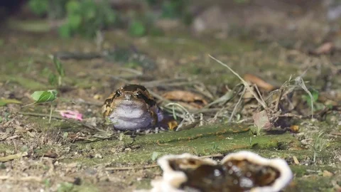 Banded bullfrog front view Stock Footage 108864985
