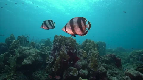 Banded butterflyfish pair Vídeos de archivo 331230506