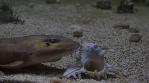Banded cat shark. Stock Footage 55830570