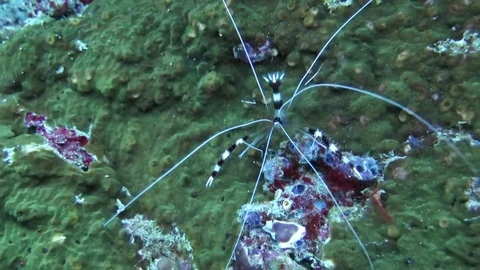 Banded cleaner shrimp walking over corals.Bali, Canon G 6 automatic Stock Footage 80454026