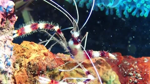 Banded Coral Shrimp - Boxer Shrimp Stock Footage