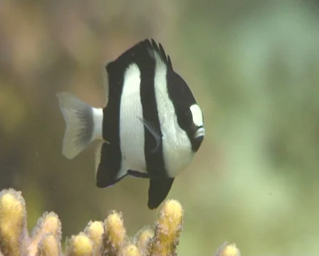 Banded dascyllus Stock Footage 30079599