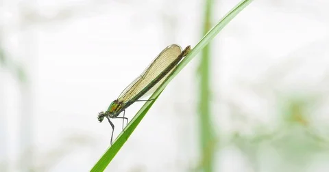 Banded demoiselle Calopteryx splendens female perched on reed stem Stock Footage