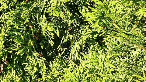 Banded demoiselle, Calopteryx splendens on green twigs of thuja on sunny day Stock Footage