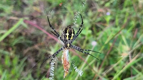 Banded Garden Spider on Web Stock Footage 338398992