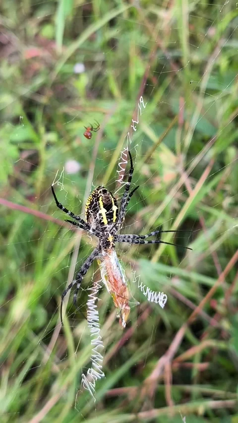 Banded Garden Spider on Web Stock Footage 338399038