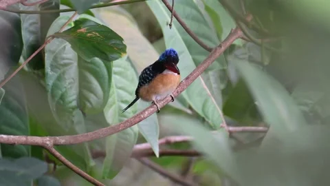 Banded Kingfisher 2 Stock Footage 160603709