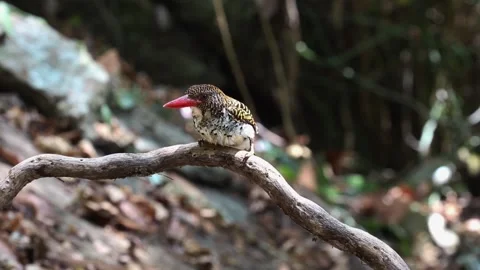 Banded Kingfisher Stock Footage 281167725