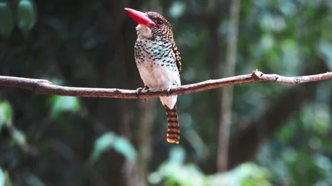 Banded Kingfisher Stock Footage 281167783