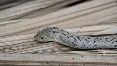 The Banded kukri snake flick it tongue Stock Footage 146510001