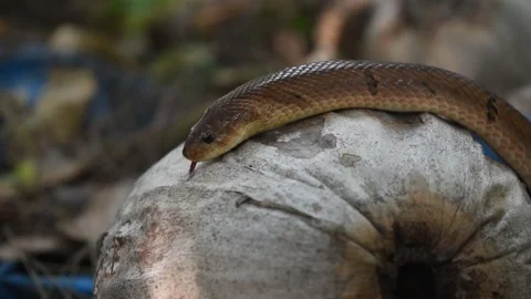 The Banded kukri snake in forest Stock Footage 132020214