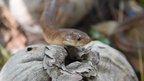The Banded kukri snake in forest Stock Footage 132020244
