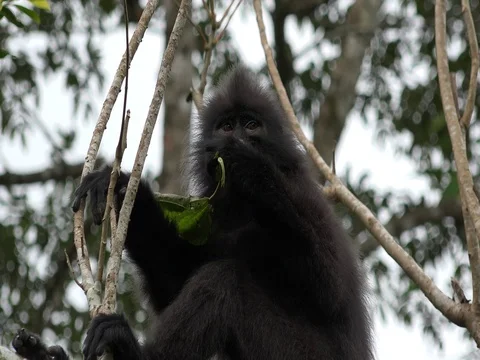 Banded Langur sit in rainforest tree feeding on green leaves and jumps away Stock Footage 83606279