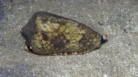 Banded marble cone Video stock 78313468