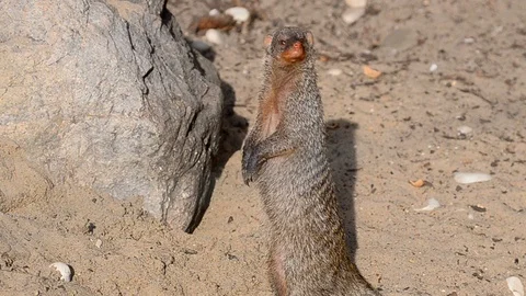 Banded mongoose alone Stock Footage 89133485