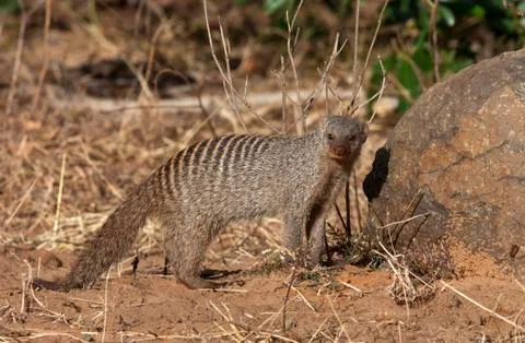 Banded Mongoose - Botswana Stock Photos