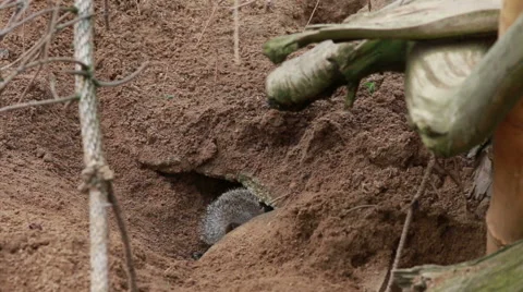 Banded mongoose in burrow Stock Footage 40642579