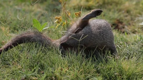 Banded Mongoose cleaning preening itself in Etosha Namibia Stock Footage 106335912