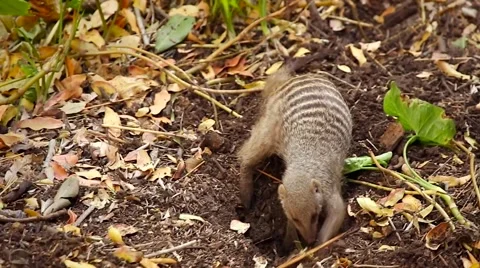 Banded Mongoose digging for insects in Botswana, Africa. Stock Footage 44096169