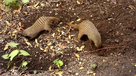 Banded Mongoose digging for insects in Botswana, Africa. Stock Footage 44097446