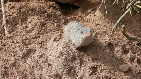 Banded mongoose digs sand Video stock 41583131