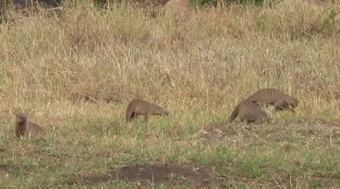 Banded mongoose Stock Footage 10722892