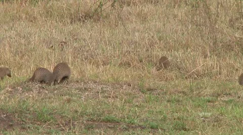 Banded mongoose Stock Footage 10722906