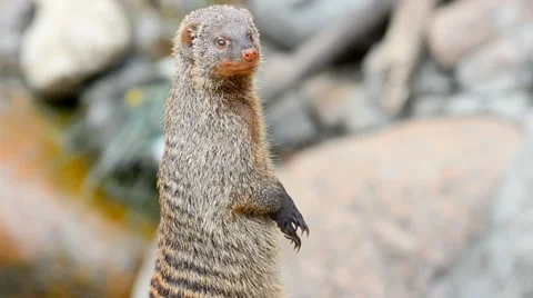 Banded mongoose Stock Footage 65067800