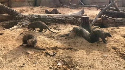 Banded Mongoose Stock Footage 98591740