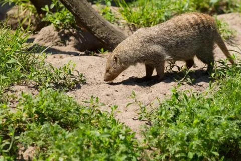 Banded mongoose foraging Stock Photos