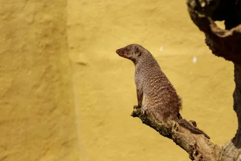 Banded Mongoose Stock Photos