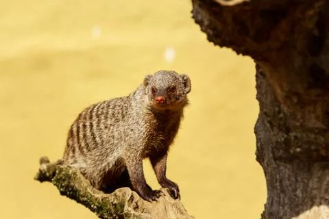 Banded Mongoose Stock Photos