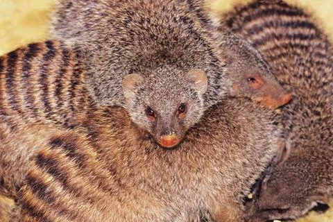 Banded mongoose Stock Photos